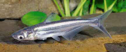 PANGASIUS SUTCHI